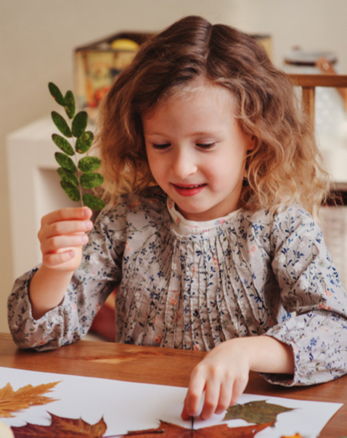 Ollies Place Orion Springfield Central Ollies Place Orion Springfield Central